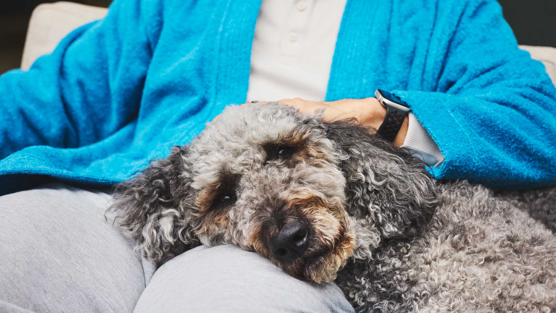 A gray curly-haired dog laying on its owner's lap