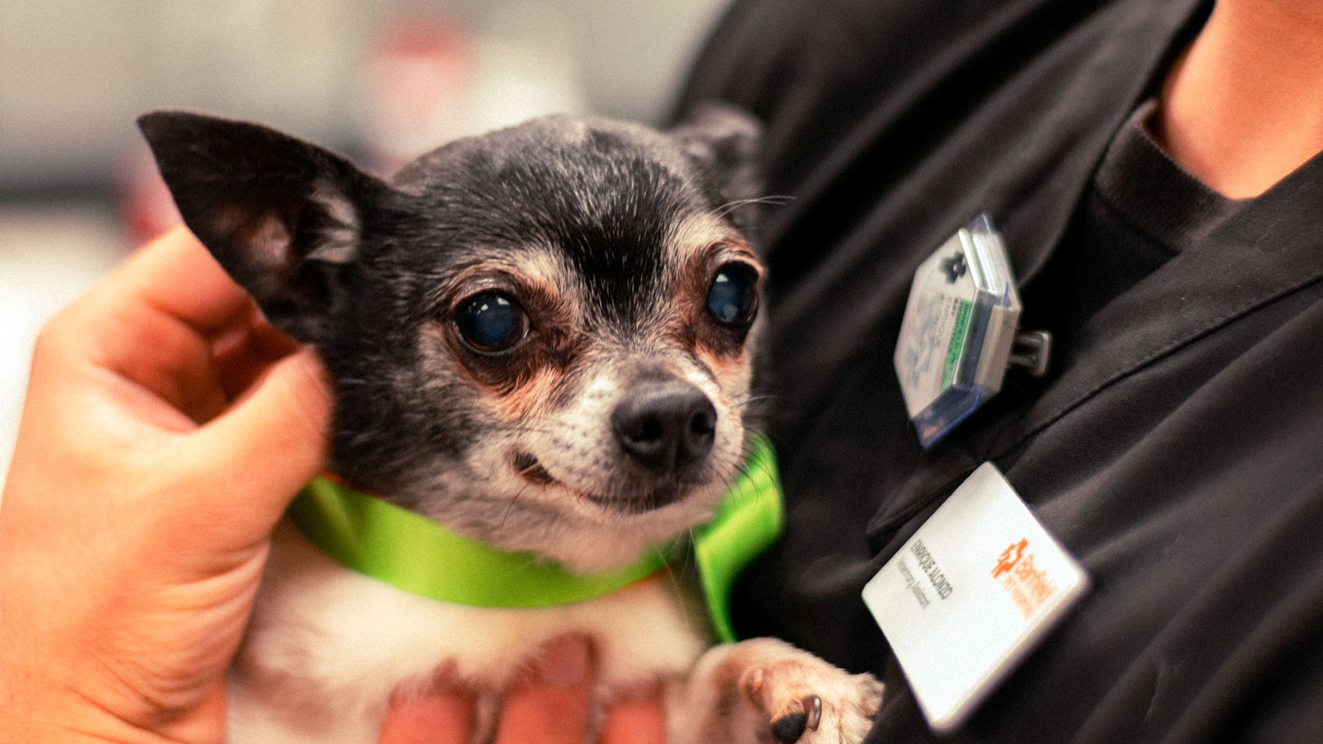 A small black dog with a green leash resting on a vet tech's chest