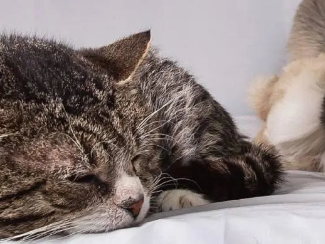A brown and white Tabby cat laying on the floor