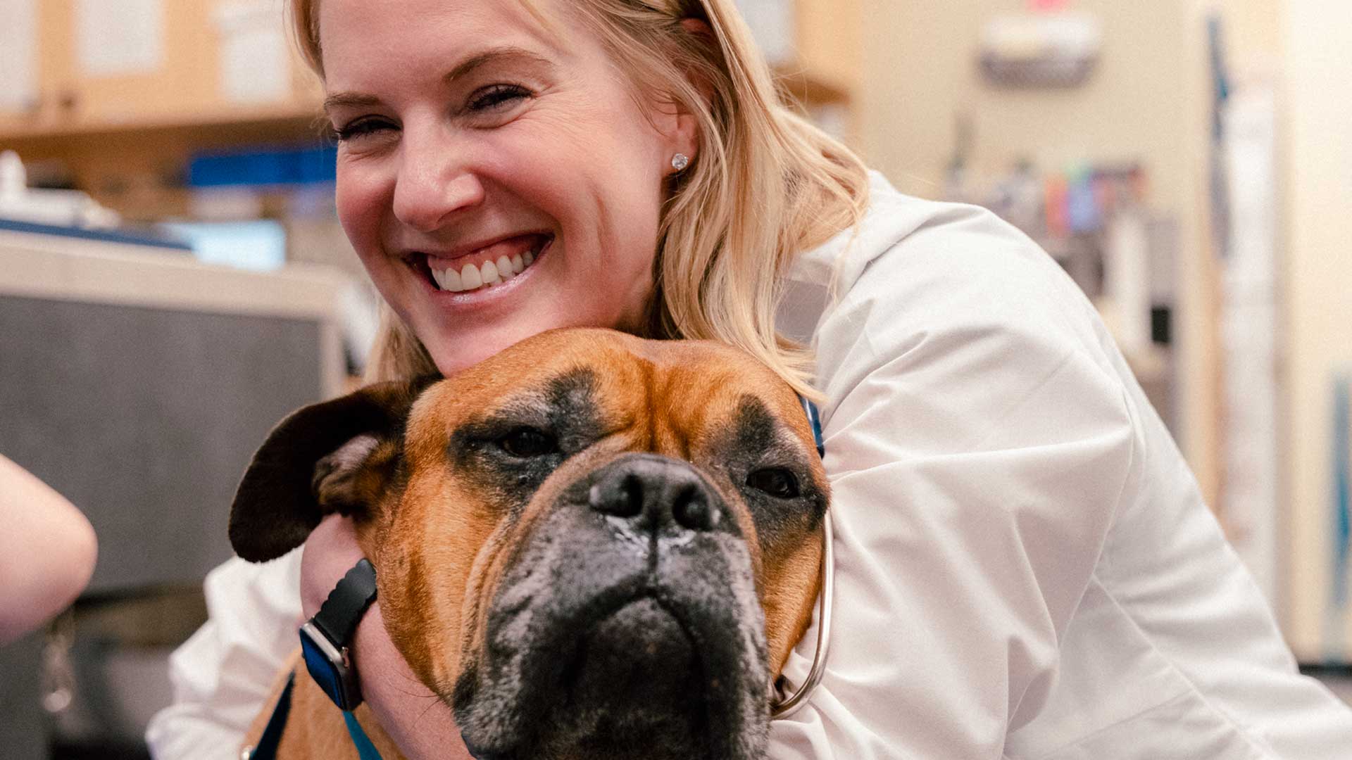 A Banfield veterinarian hugging a Boxer during an exam