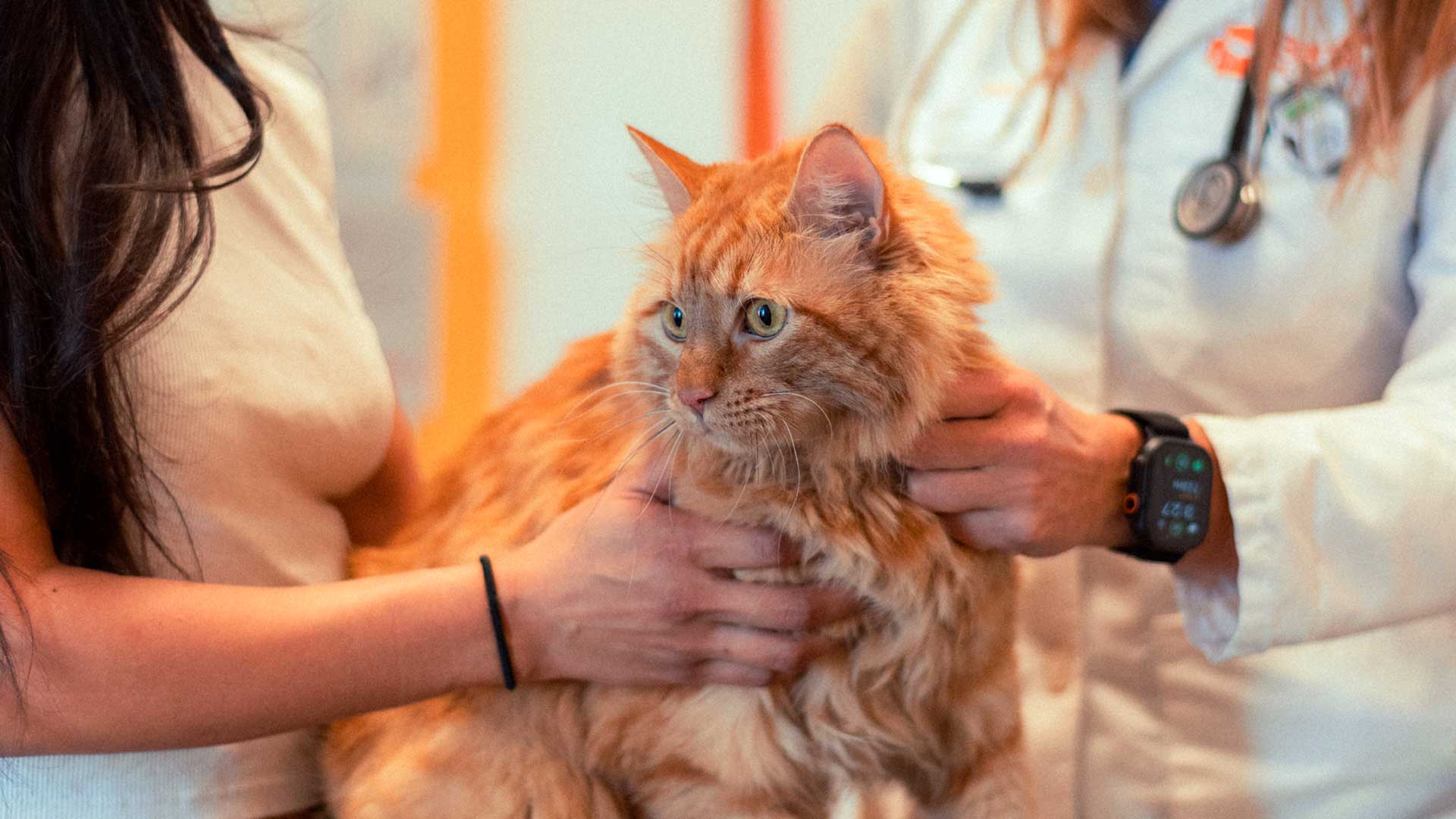 A fluffy orange cat sits between its owner and a Banfield veterinary professional