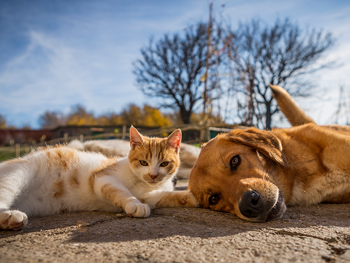 A dog and cat lie together on the sidewalk