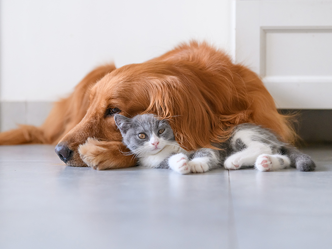 A Golden Retriever and kitten lying on the floor together