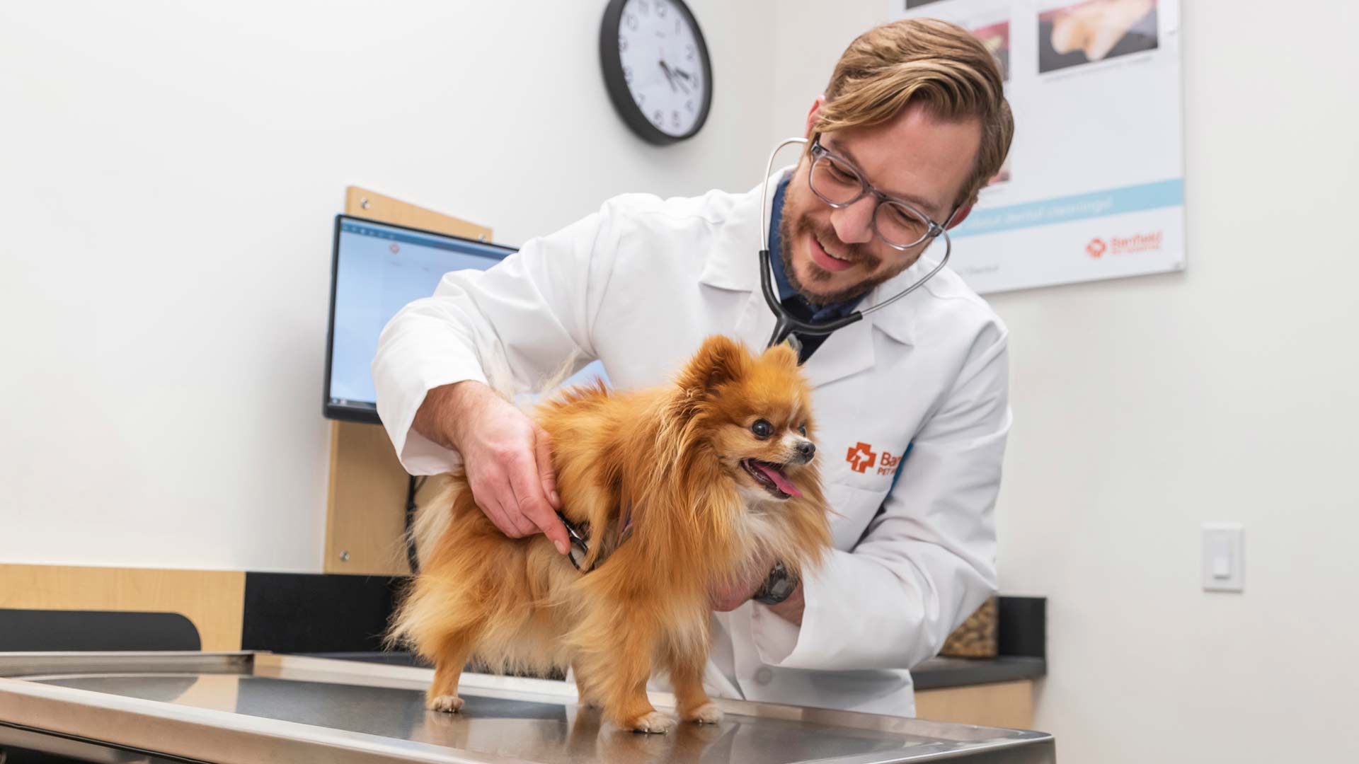 A Banfield veterinary professional examines a Pomeranian dog 