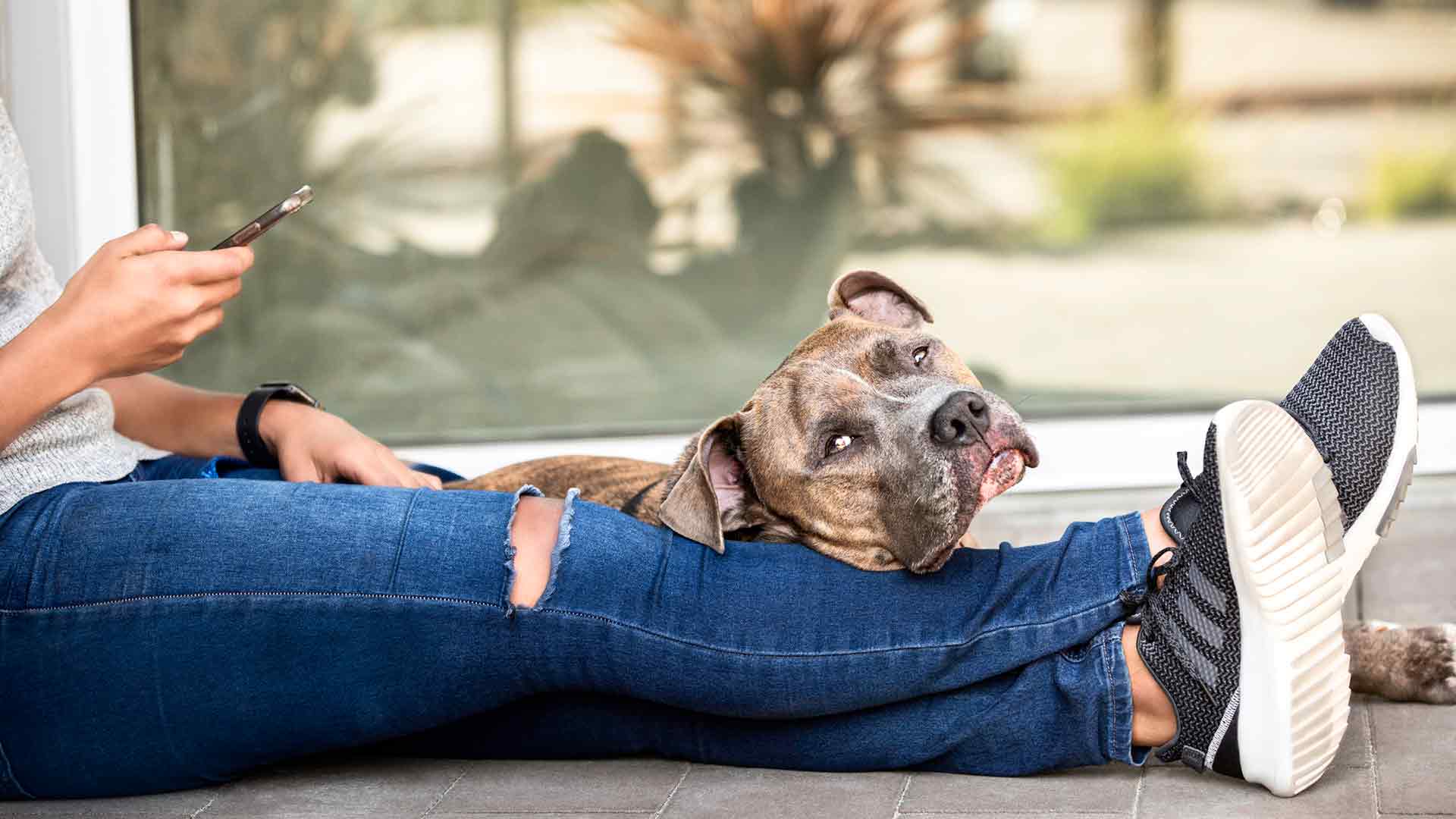 A Pitbull named Simba relaxes as his owner texts on her phone