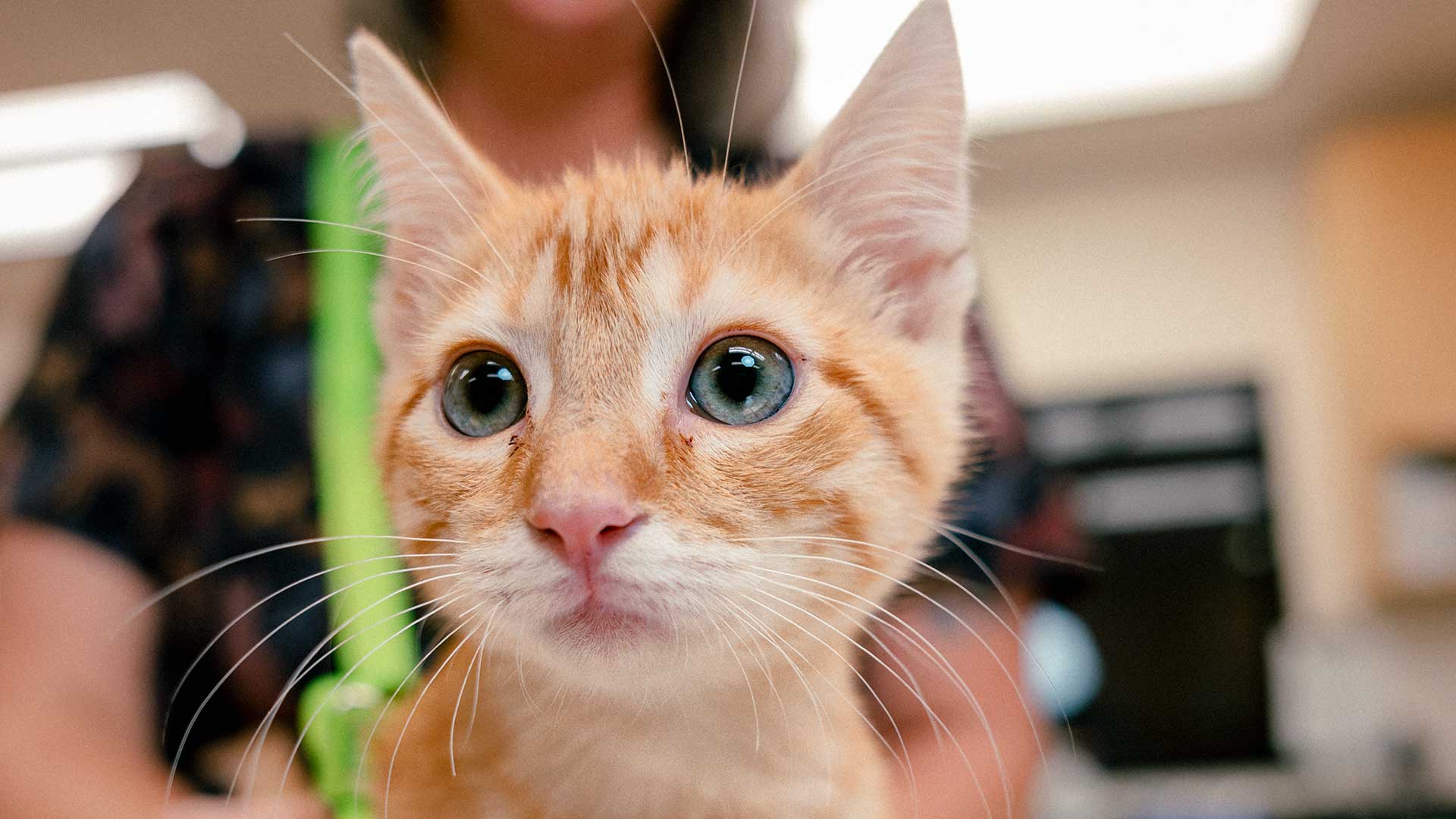 A cute orange kitten looks into the camera