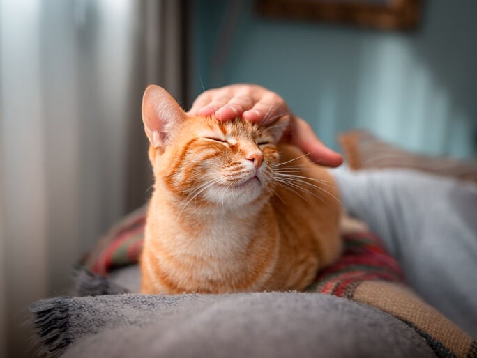 An orange cat sunbathing and being pet 