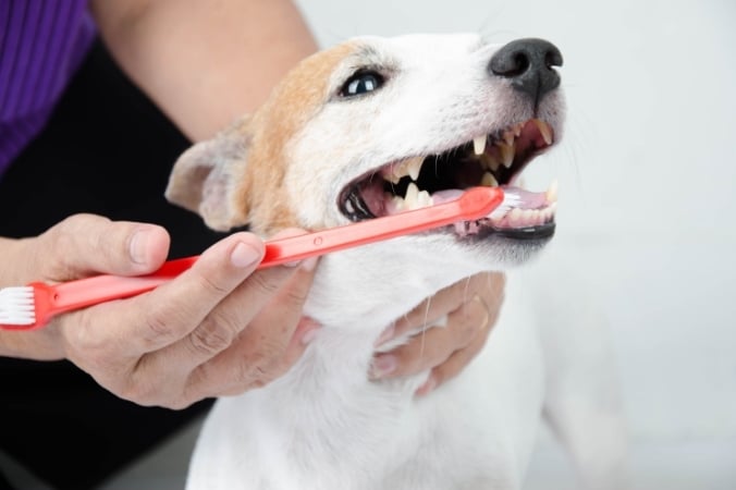 An orange toothbrush inside a dog's mouth