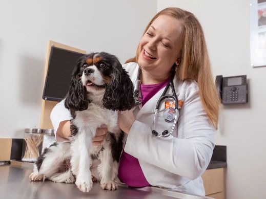 A King Charles being treated at the vet