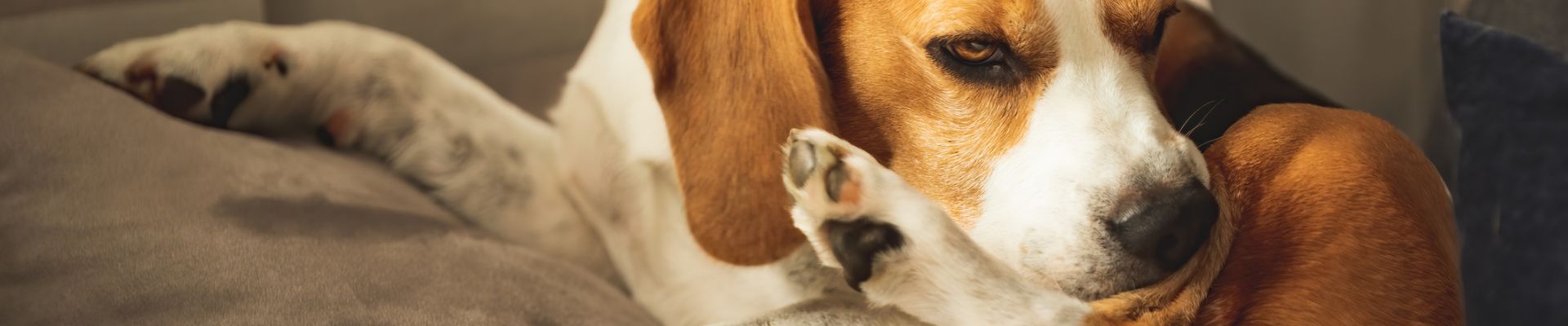 A brown dog with baggy eyes laying down