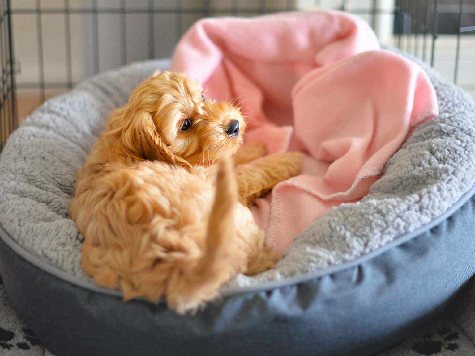 A puppy lying down on its bed, inside a crate