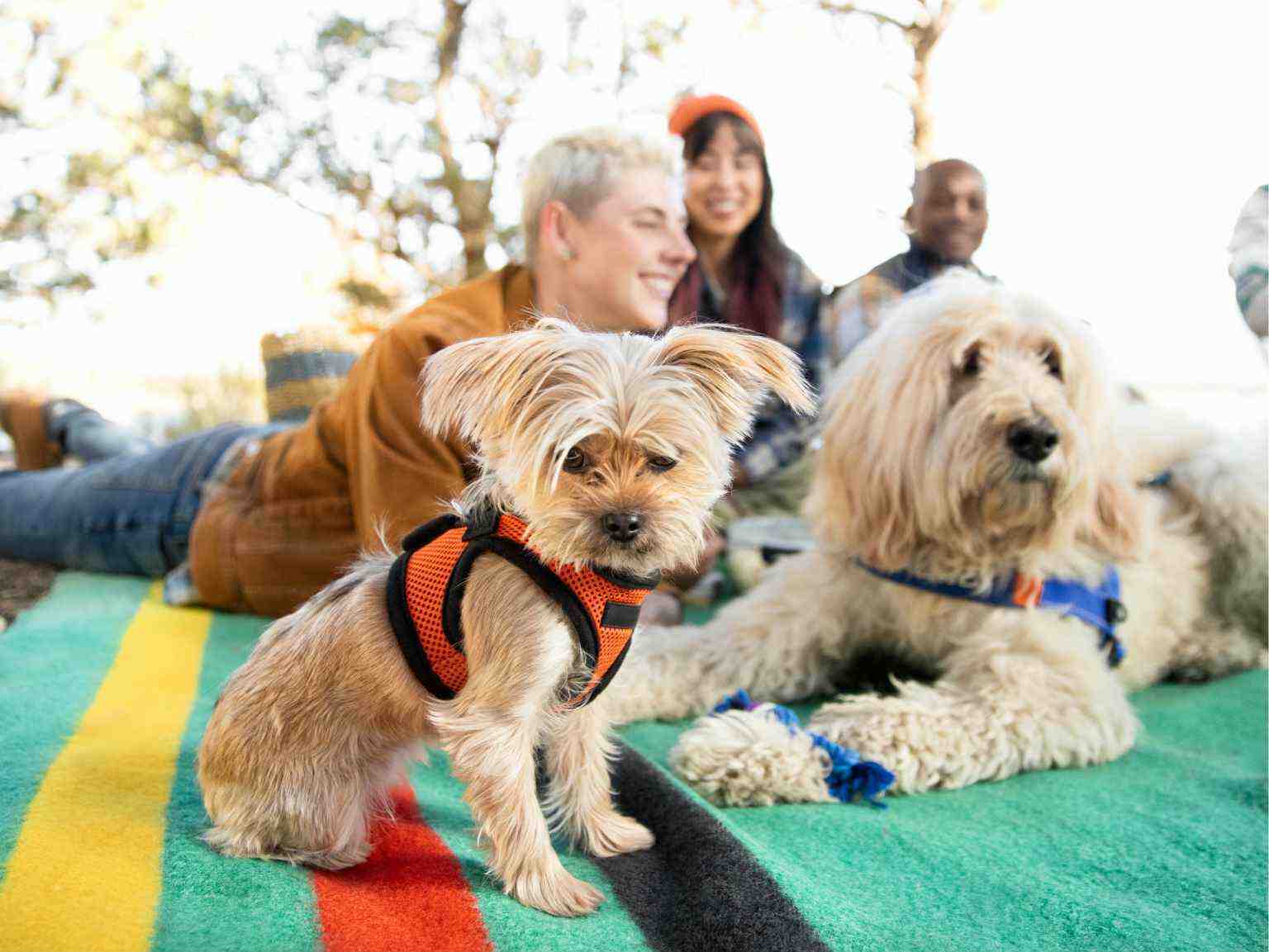A group of friends enjoying a picnic with their two puppies