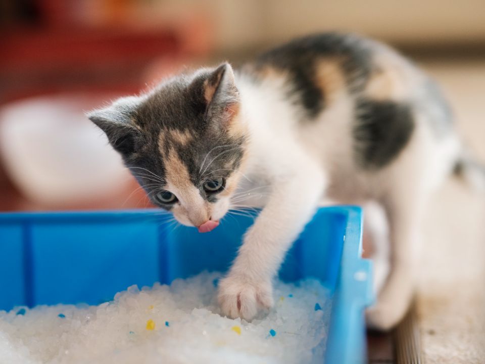 kitten scratches blue itter box