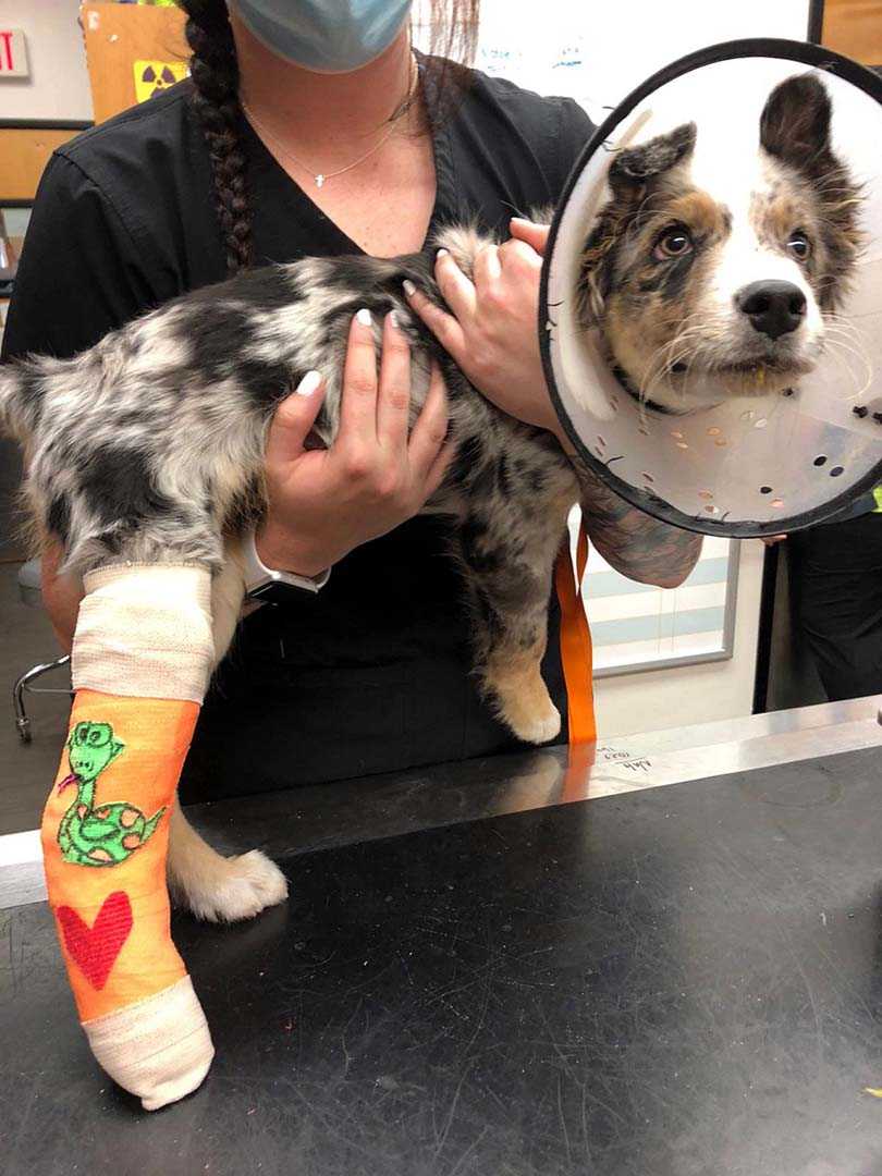 A female veterinarian holding a dog at the Banfield Pet Hospital