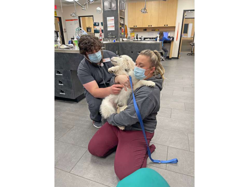 Nemo the dog with two associates