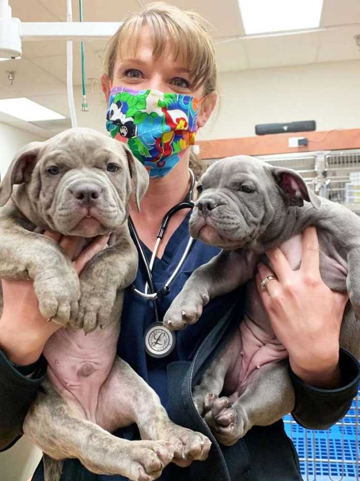A young female Banfield Associate holding two puppies at the Banfield Pet Hospital