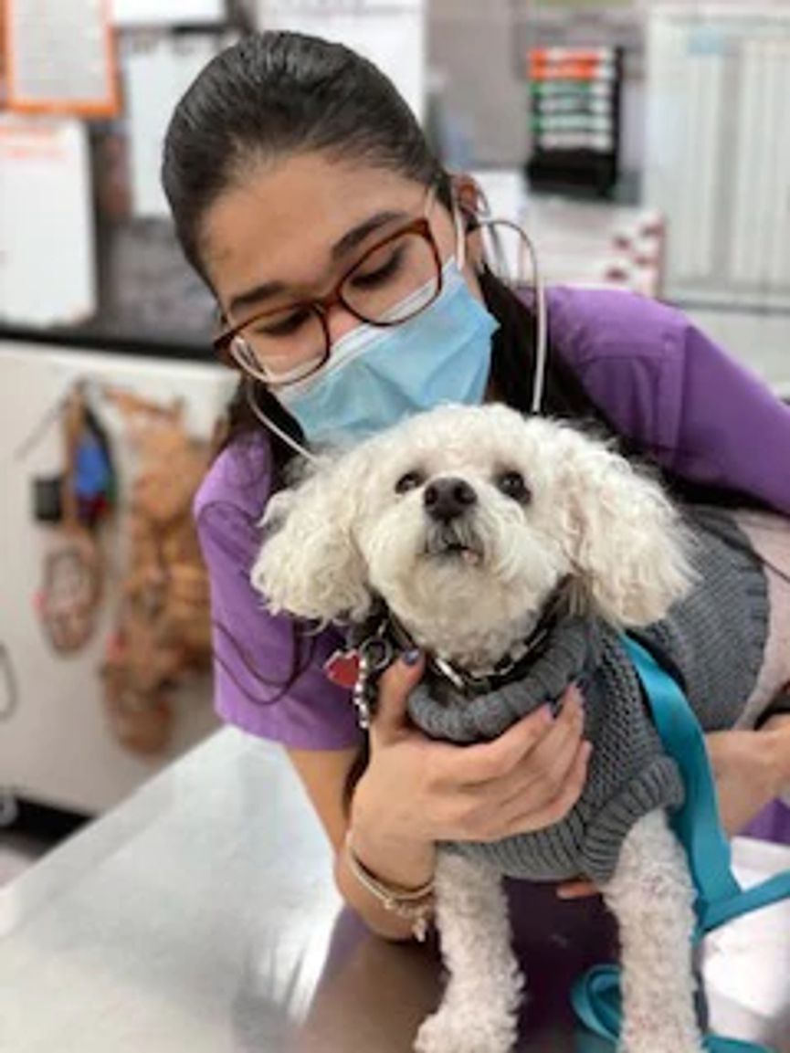A young female veterinarian examining a little dog at the Banfield Pet Hospital