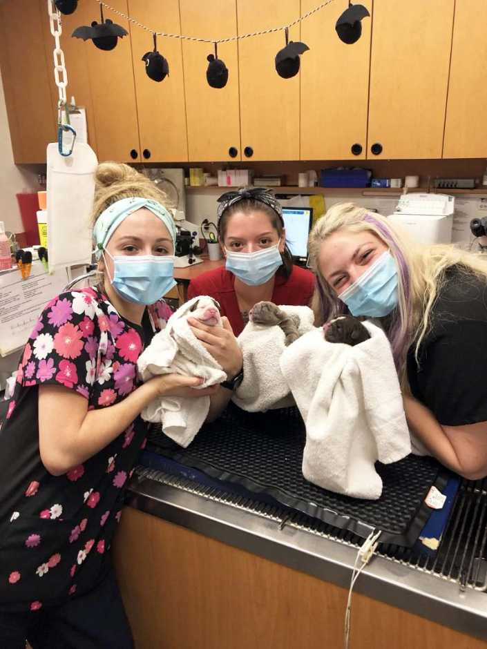 Three veterinarians holding three newborn puppies at the Banfield Pet Hospital