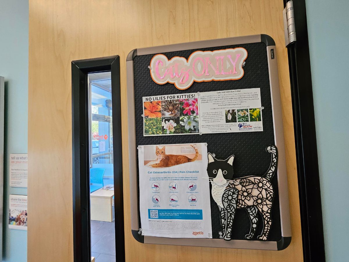 The feline friendly room at Banfield Olympia